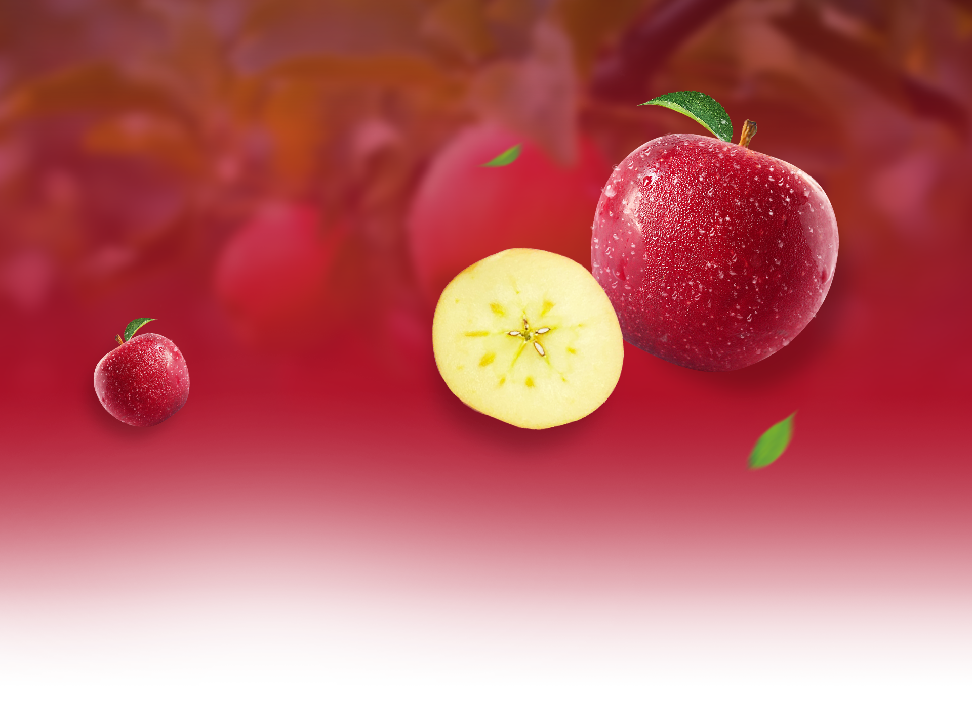 product_banner1.png